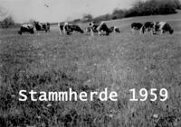 Stammherde1959